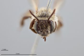 Media type: image;   Entomology 774002 Aspect: head frontal view